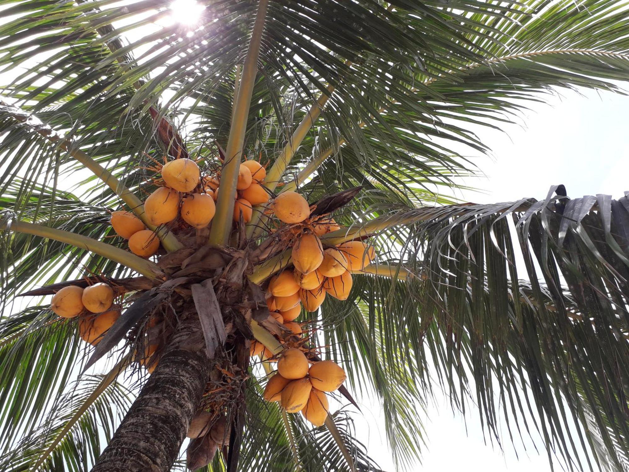 Chislyk Inn El Nido Luaran gambar